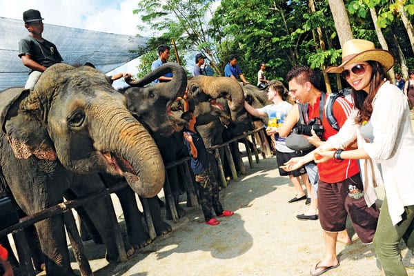 Happy Go KL - kuala gandah elephant 10 kuala gandah elephant 10 - Happy Go KL
