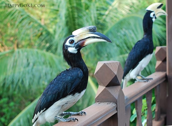 Happy Go KL - pangkor laut hornbills pangkor laut hornbills