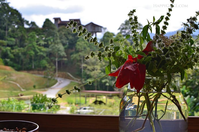 Happy Go KL - HGKL farm on the hill scenery HGKL farm on the hill scenery