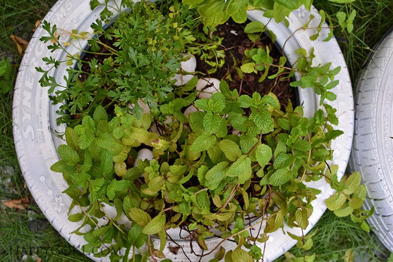 Happy Go KL - plants in tires herbs plants in tires herbs