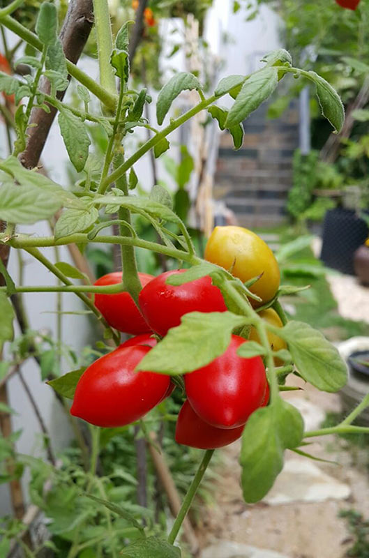 Happy Go KL - audrey lim tomatos audrey lim tomatos - Happy Go KL