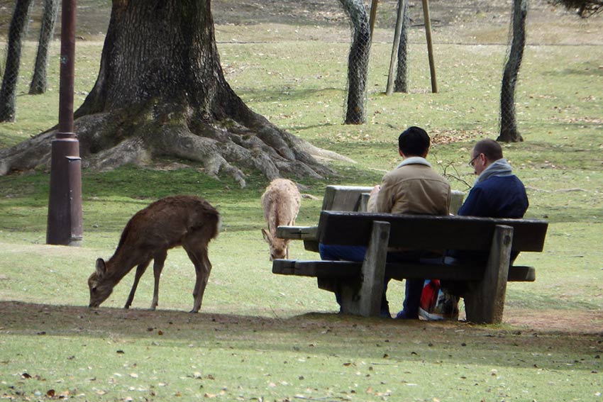 Happy Go KL - Nara Deer Park Nara Deer Park - Happy Go KL