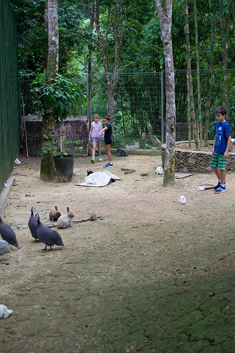 Happy Go KL - animals fifty4ferns animals fifty4ferns - Happy Go KL