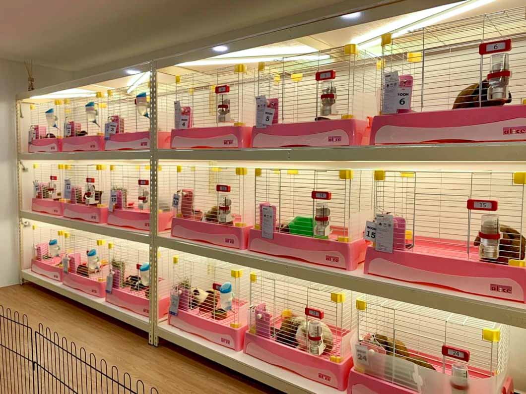 Best Boarding Places For Pets In KL And Selangor Happy Go KL