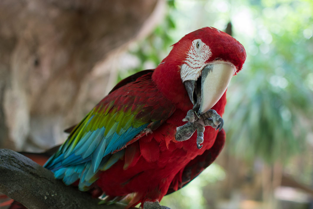 Happy Go KL - lost world of tambun parrot lost world of tambun parrot - Happy Go KL