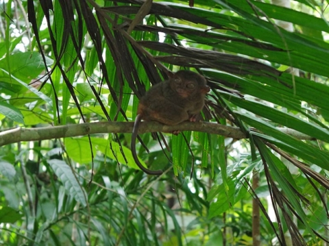 Happy Go KL - tarsier bohol tarsier bohol - Happy Go KL